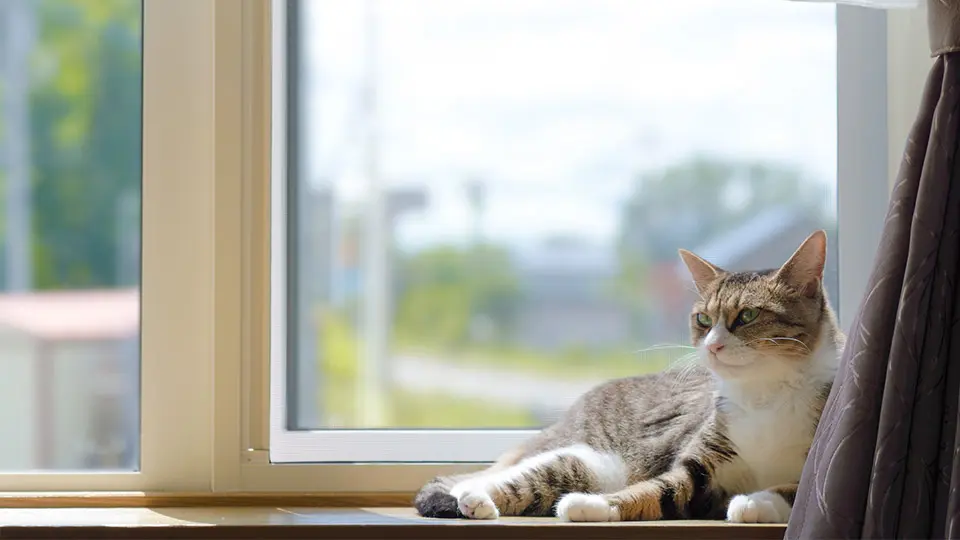 カーテンと猫
